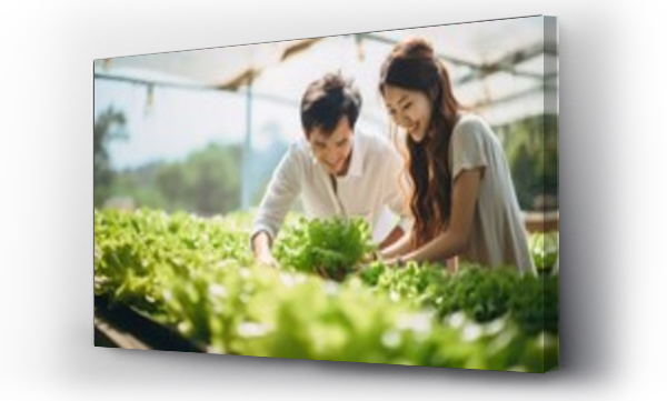 Wizualizacja Obrazu : #670516770 asian male and female picking fresh lettuce salad at greenhouse