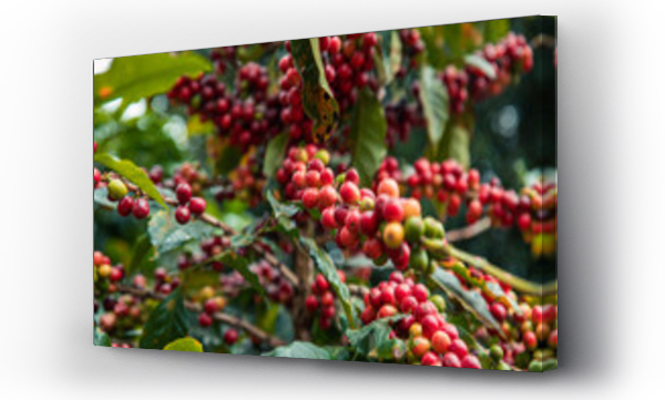 Wizualizacja Obrazu : #670819817 Berries of Arabic coffee on the branch of coffee plant in the coffee plantation in Boquete region, Panama