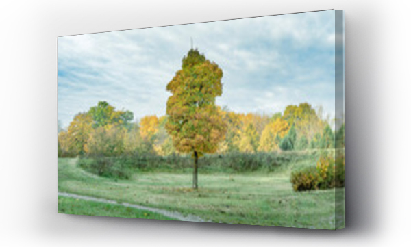 Wizualizacja Obrazu : #671602446 Park, drzewo na zielonej polanie