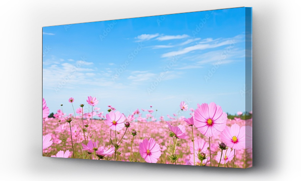 Wizualizacja Obrazu : #671738451 Tourists can witness the full bloom of cosmos flowers in fields