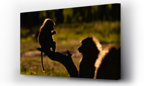 Wizualizacja Obrazu : #672633304 Baby baboon and mum against the evening light