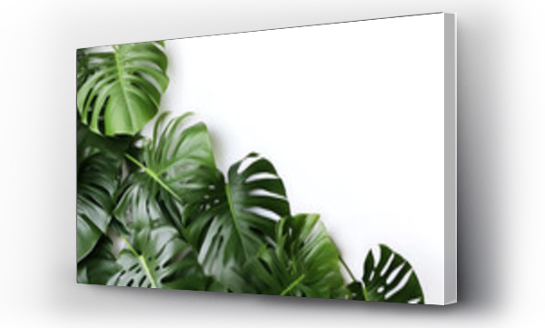 Wizualizacja Obrazu : #673770878 Creative arrangement of tropical monstera leaves against white abstract wall background