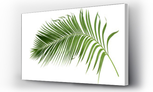 Wizualizacja Obrazu : #675163906 green leaf of palm tree isolated on transparent background png file