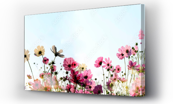 Wizualizacja Obrazu : #676621537 Cosmos flowers blooming panorama with sunset in the morning and bokeh in the garden.concept festival beautiful flower and love day.
