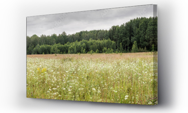 Wizualizacja Obrazu : #677130044 Panorama of a flowering forb meadow near the edge of the forest in cloudy weather before rain
