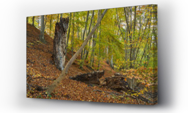 Wizualizacja Obrazu : #677141126 Buki nad jeziorem Lutom, Park krajobrazow, jesienny pejza?