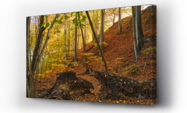 Wizualizacja Obrazu : #677141166 Buki nad jeziorem Lutom, Park krajobrazow, jesienny pejza?