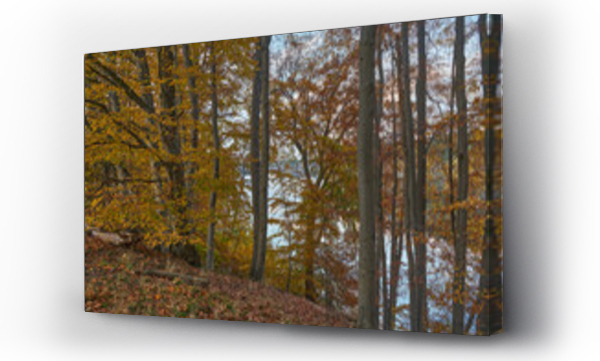 Wizualizacja Obrazu : #677141743 Buki nad jeziorem Lutom, Park krajobrazow, jesienny pejza?