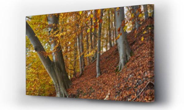 Wizualizacja Obrazu : #677142465 Buki nad jeziorem Lutom, Park krajobrazow, jesienny pejza?