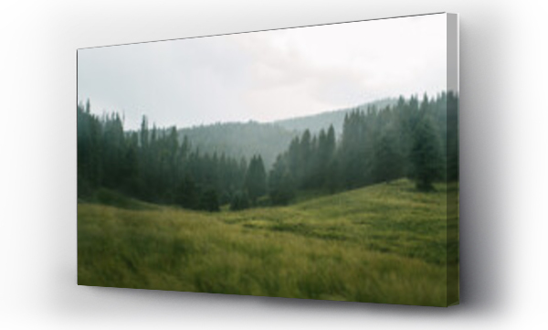 Wizualizacja Obrazu : #678778215 Hazy trees and meadow in the Valles Caldera National Preserve, New Mexico