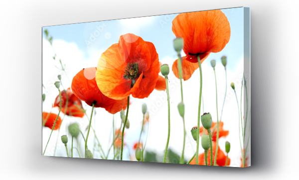 biały czerwony, biały kwiat, czerwony, kwiat, Kwiaty, słońce, łąka, Łąka kwiaty