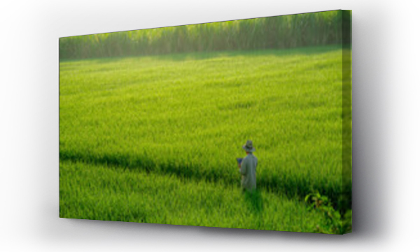 Wizualizacja Obrazu : #679103090 male farmer holding a tablet in hand Standing in the rice fields looking for information on rice production, Ears of rice in a rice field in Thailand.