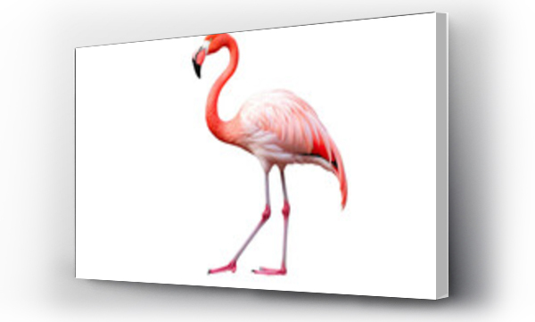 Wizualizacja Obrazu : #679156155 Flamingo pink isolated white background