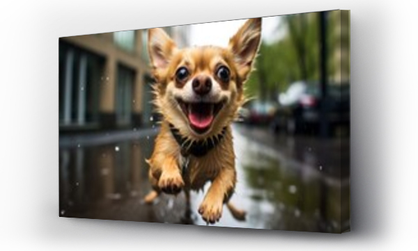 Wizualizacja Obrazu : #680262081 funny chihuahua playing in the rain in front of public plazas and squares background