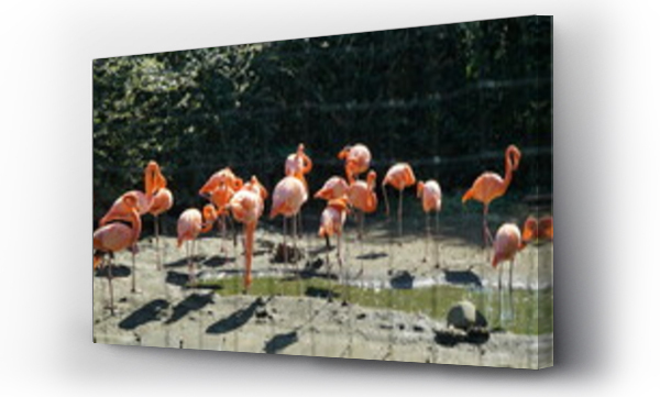 Wizualizacja Obrazu : #681723874 Flamingos in cages at Ueno Zoo, Japan