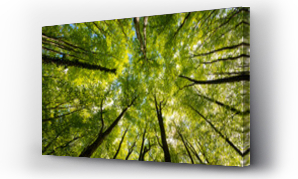 Wizualizacja Obrazu : #682133195 Treetop panorama of beech (fagus) and oak (quercus) trees in a german forest in Hemer Sauerland on a bright sping day with fresh green foliage, seen from below in frog perspective with wide angle.