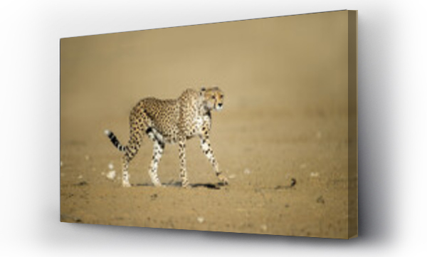 Wizualizacja Obrazu : #682712310 Cheetah (Acinonyx jubatus) Kgalagadi Transfrontier Park, South Africa