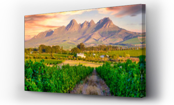 Wizualizacja Obrazu : #683665788 Vineyard landscape at sunset with mountains in Stellenbosch, near Cape Town, South Africa. wine grapes on vine in the vineyard at Stellenbosch