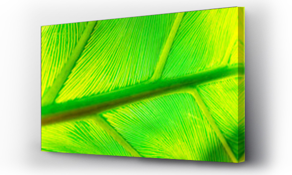 Wizualizacja Obrazu : #683993584 Close up of a green palm leaf with light shining through