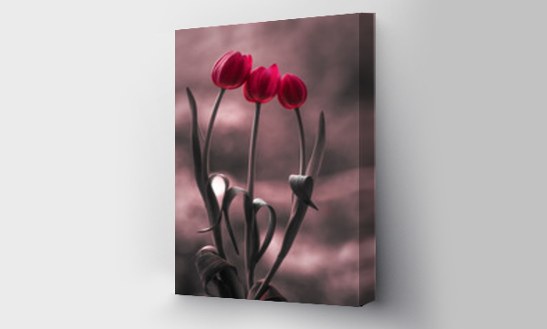 Wizualizacja Obrazu : #684315203 Tulipany, wiosenne kwiaty