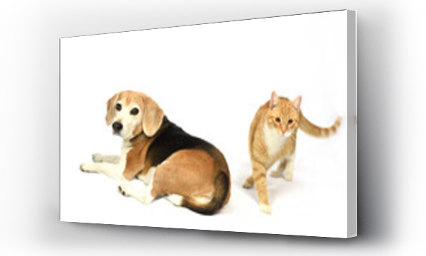 Wizualizacja Obrazu : #685121266 Pies, kot, zwierz?ta, Beagel