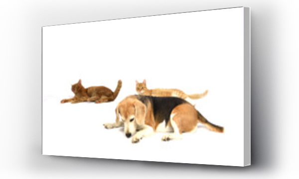 Wizualizacja Obrazu : #685121310 Pies, kot, zwierz?ta, Beagel