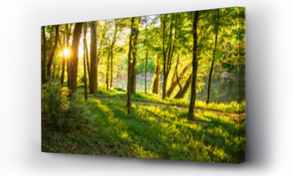 Wizualizacja Obrazu : #685198336 Sunrise in a green forest along the shoreline of the Cape Fear River in North Carolina