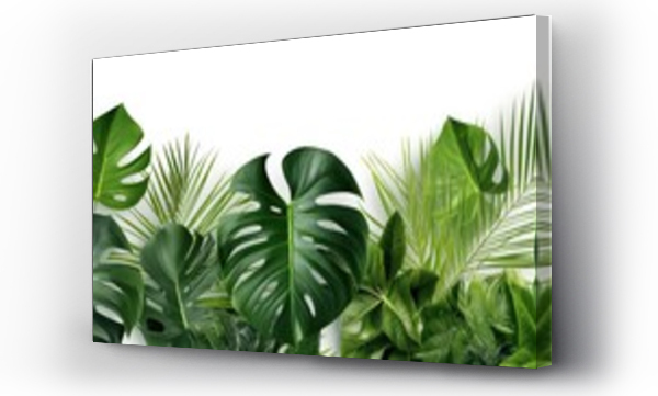 Wizualizacja Obrazu : #685402877 Exotic plants, palm leaves, monstera on an isolated white background 