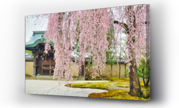 Wizualizacja Obrazu : #685651173 ?? ?????????????????????????????Beautiful weeping cherry blossoms at Kodaiji Temple in Kyoto with copy space (Kyoto City, Kyoto Prefecture, Japan)