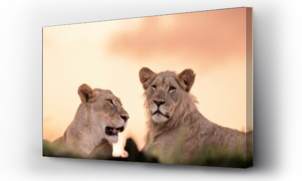 Wizualizacja Obrazu : #685957206 Lions (Panthera leo), Zimanga private game reserve, KwaZulu-Natal, South Africa, Africa