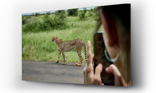 Wizualizacja Obrazu : #686846987 South Africa, Mpumalanga, Kruger National Park, woman taking cell phone picture of cheetah out of a car