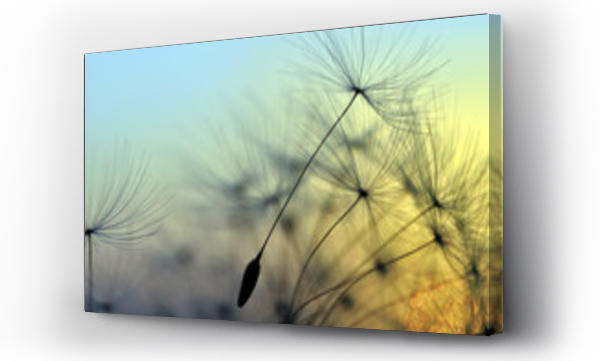 Dmuchawce, natura, zen