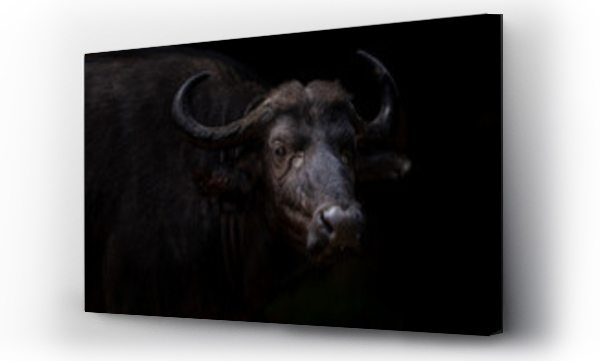 Wizualizacja Obrazu : #688584215 Out of the dark steps a Cape buffalo, Kruger Park. 