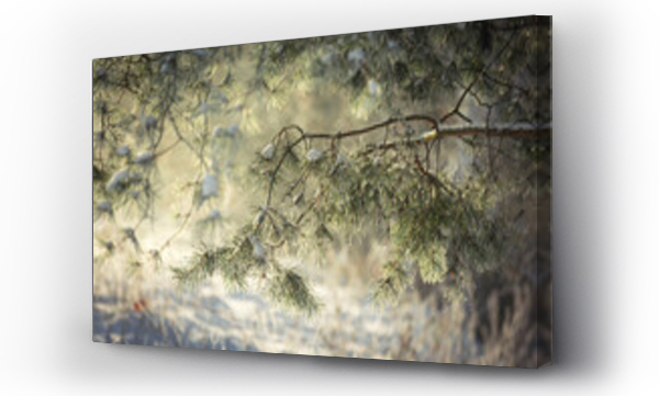 Wizualizacja Obrazu : #690411374 Poranny szron na zimowych drzewach