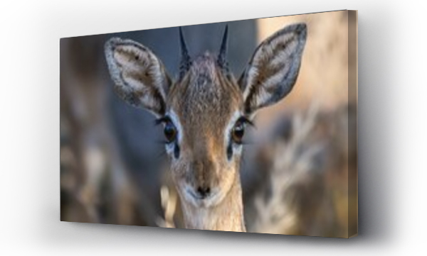 Wizualizacja Obrazu : #692765744 Damara Dik Dik or Kirk s Dik Dik (Madoqua kirkii), male, Onguma Private Game Reserve, Etosha, Namibia, Africa