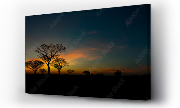 Wizualizacja Obrazu : #693486943 Panorama silhouette tree in africa with sunset.Tree silhouetted against a setting sun.Dark tree on open field dramatic sunrise.Typical african sunset with acacia trees in Masai Mara, Kenya.Open field.