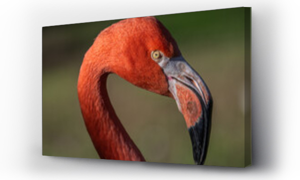 Wizualizacja Obrazu : #693604982 Close up of the head of an American flamingo (Phoenicopterus ruber), showing details of the beak an eye