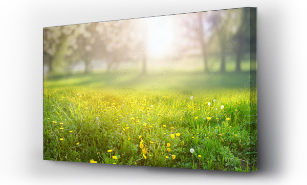Wizualizacja Obrazu : #695294745 Beautiful spring natural background. Landscape with young lush green grass with blooming dandelions against the background of trees in the garden.
