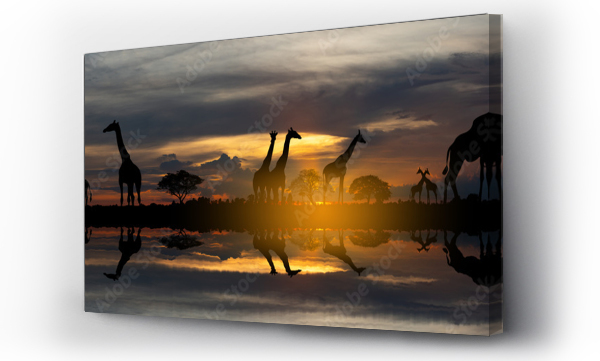 Wizualizacja Obrazu : #695884580 Panorama silhouette Giraffe family and tree in africa with sunset.Tree silhouetted against a setting sun.Typical african sunset with acacia trees in Masai Mara, Kenya.Reflection in water.