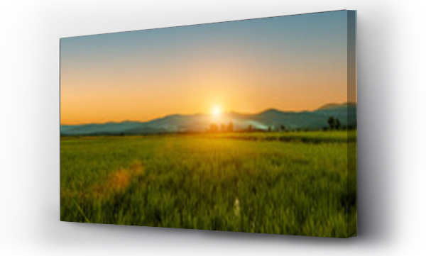 Wizualizacja Obrazu : #696324110 Green rice field with sunset skyac background. Countryside landscape.
