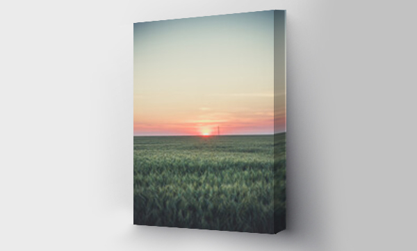Wizualizacja Obrazu : #697557520 Large field with wheat, wheat field background