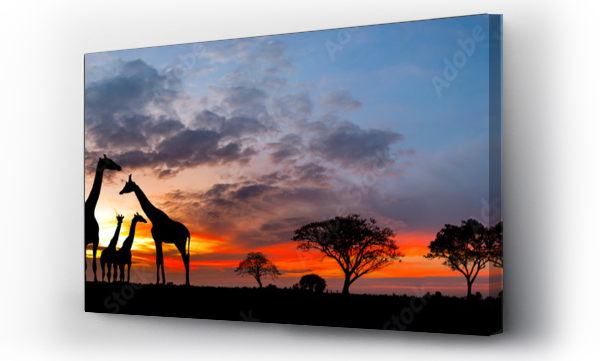 Wizualizacja Obrazu : #698586881 Panorama silhouette Giraffe family and tree in africa with sunset.Tree silhouetted against a setting sun.Typical african sunset with acacia trees in Masai Mara, Kenya.Reflection in water.