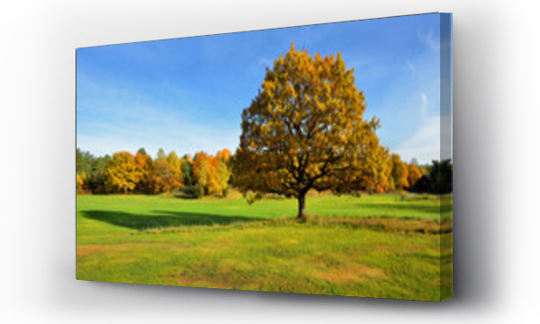 drzewo, jesień, Liście