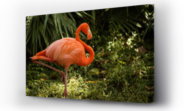 Wizualizacja Obrazu : #699843864 pink flamingo in the zoo