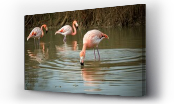 Wizualizacja Obrazu : #699961831 Frankreich Camarque Flamingos