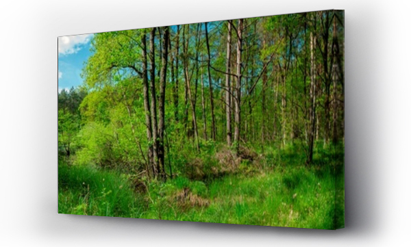Wizualizacja Obrazu : #700818114 Panorama of forest lakes in spring, young leaves and freshly blossomed buds of trees and shrubs