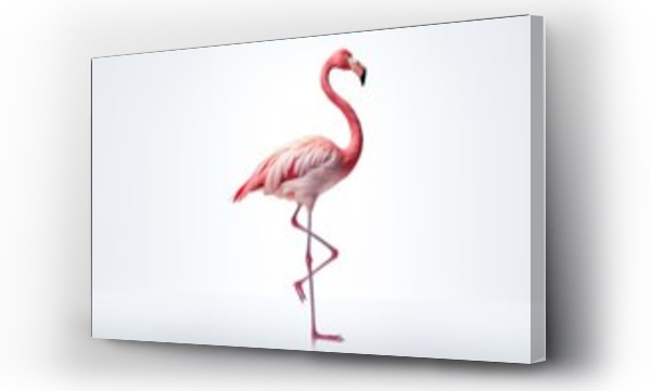 Wizualizacja Obrazu : #702012004 Long leg Flamingo isolated on white background.
