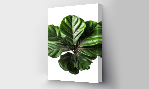 Wizualizacja Obrazu : #702213629 Fiddle Leaf Fig PNG Cutout, Generative AI