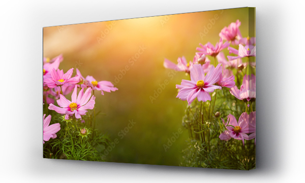 Kwiaty, łąka, Łąka kwiaty