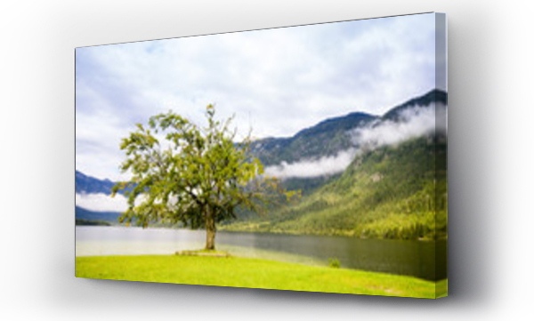 Wizualizacja Obrazu : #70532547 Samotne drzewo na brzegu jeziora Bohinj